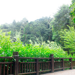 天鹿湖森林公园