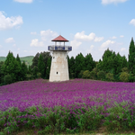 中国香山寿香谷