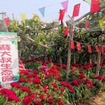 薛大叔生态园葡萄采摘