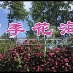 卧龙月季花海