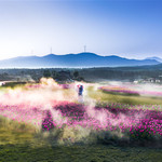 半汤郁金香高地景区