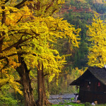 妥乐古银杏风景区