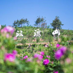 二龙湖玫瑰山
