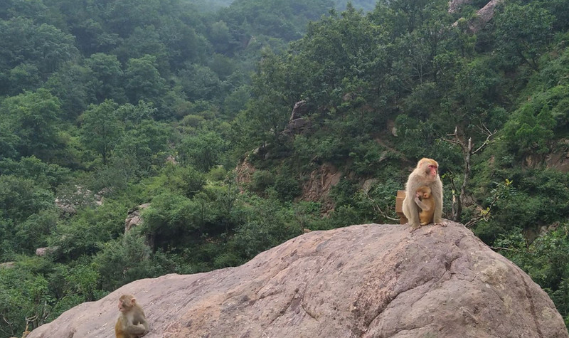 历山猕猴源景区门票