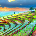 香格里拉高山植物园