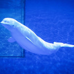 昆明融创海世界