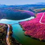 宜良山后樱花谷