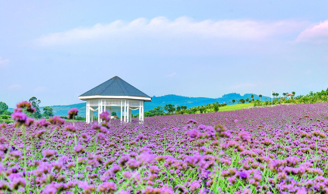 紫颐香薰山谷