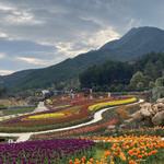 茶乡花海景区