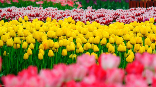 花舞人间门票预订 花舞人间门票价格 花舞人间门票多少钱 同程旅行