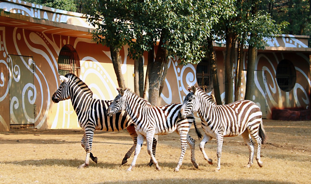 武汉野生动物王国