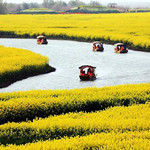 湖上花海