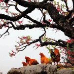 圣地桃源(泗水桃花节)