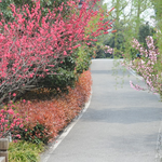 金鸡湖桃花岛