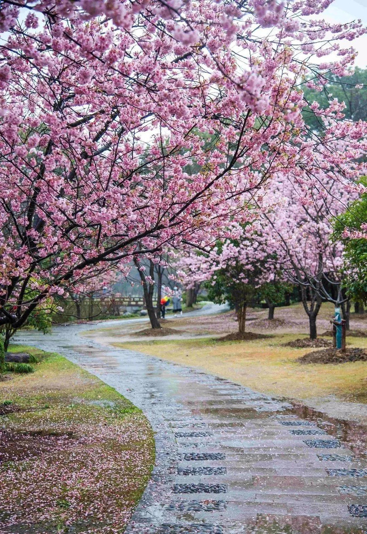 繁茂地开着 似玉带指路一般 指向那片云一样的樱花林 鼋头渚 呼吸着
