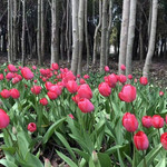 上海虹桥花乡风景区