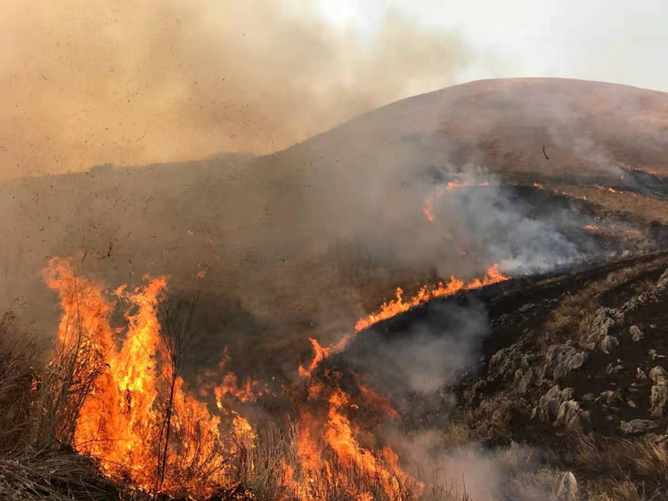 日本最大规模!「秋吉台烧山」