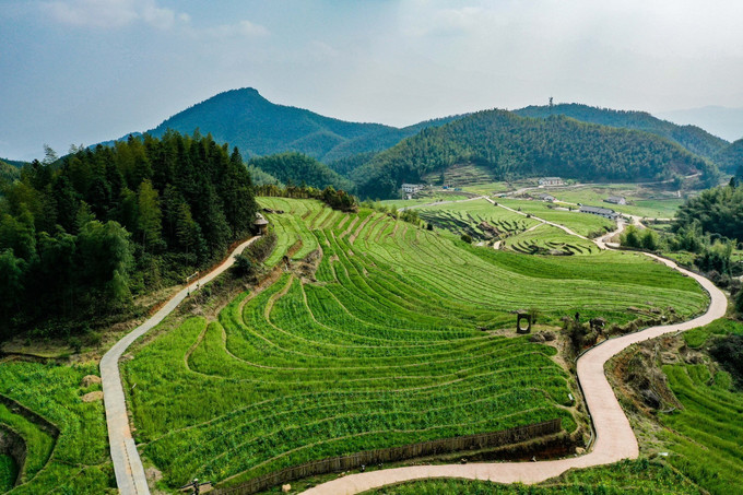 赣州崇义|看梯田万亩,森林公园看桃花肆意