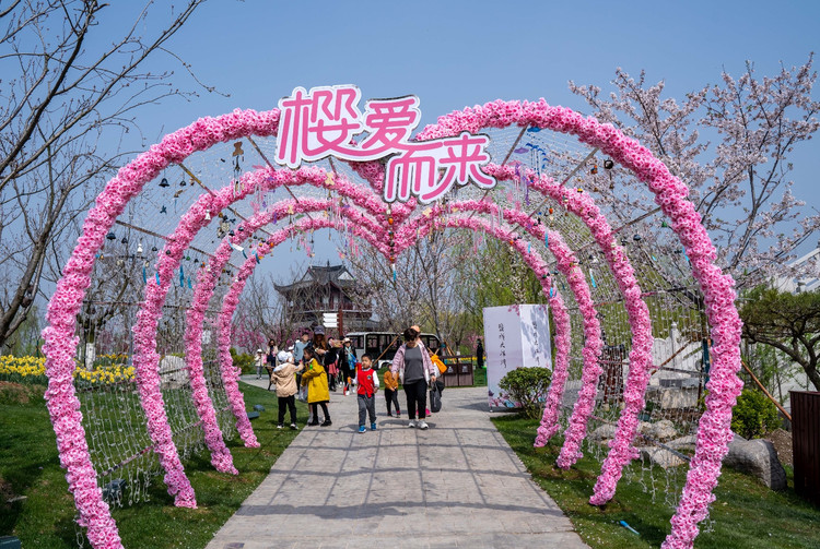 【大洋湾验客】自驾大洋湾,赴一场浪漫到极致的樱花之旅