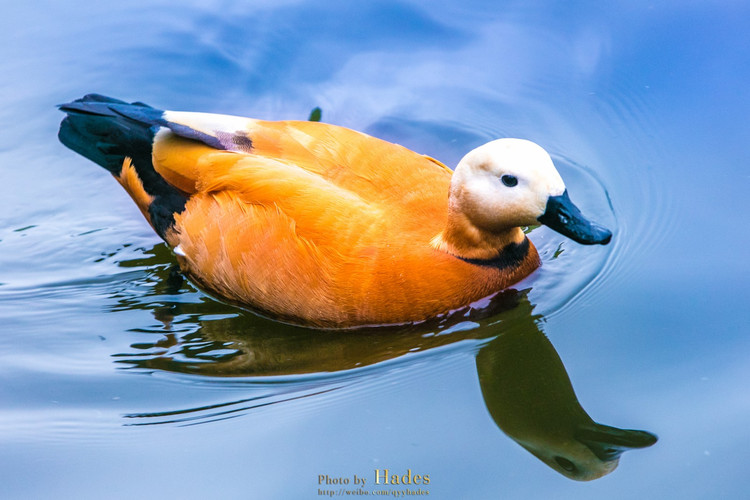 【盘龙大观园验客】绿心明珠里 花开正当时