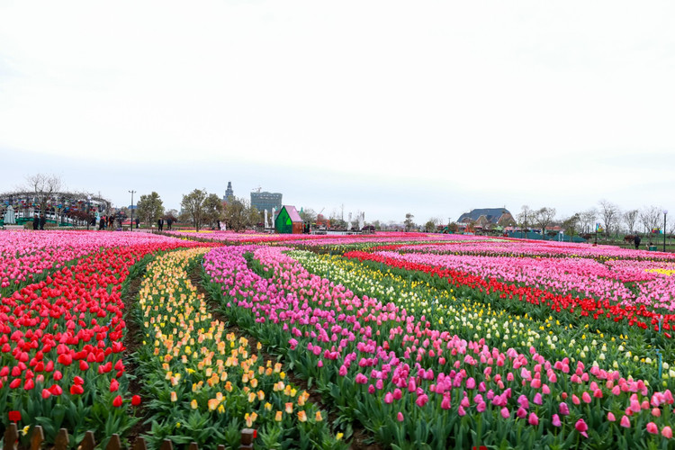 【中国郁金香第一花海】