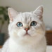小福猫😼