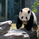 成都市旅游 缩略图 1