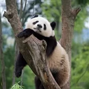 成都市旅游 缩略图 5